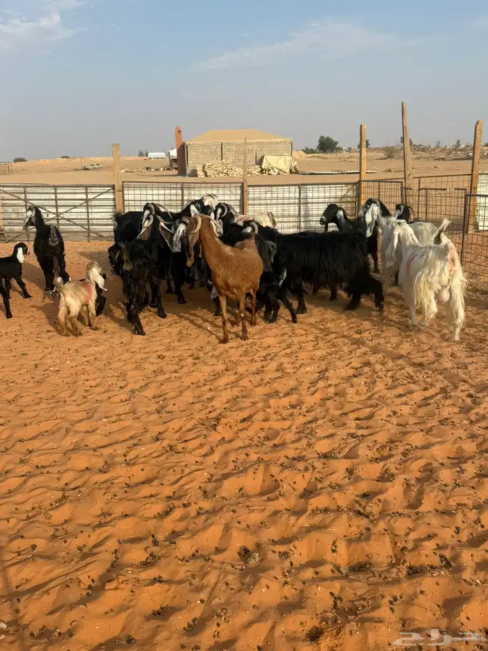 معزاء متابيع 0