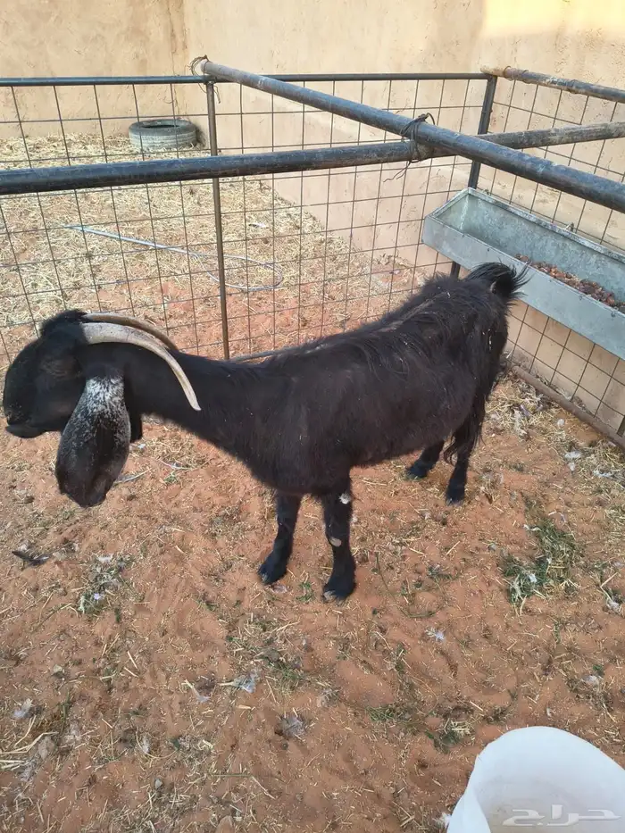 للبيع عنز حبشية - المزاحمية 2