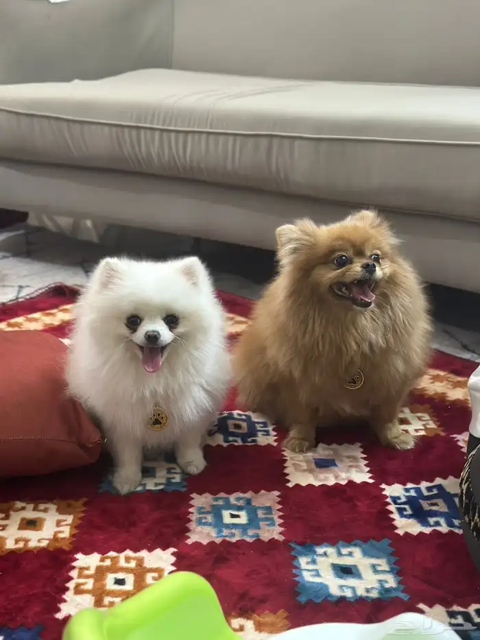 كلاب بومرينيان جوز 0