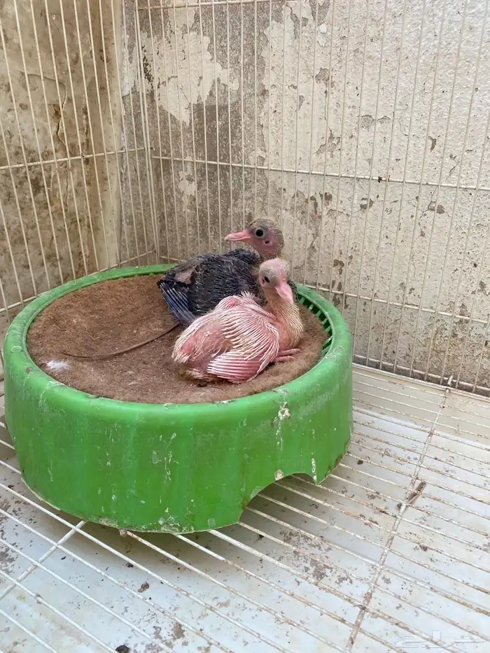 حمام صنعاني بفروخه 4