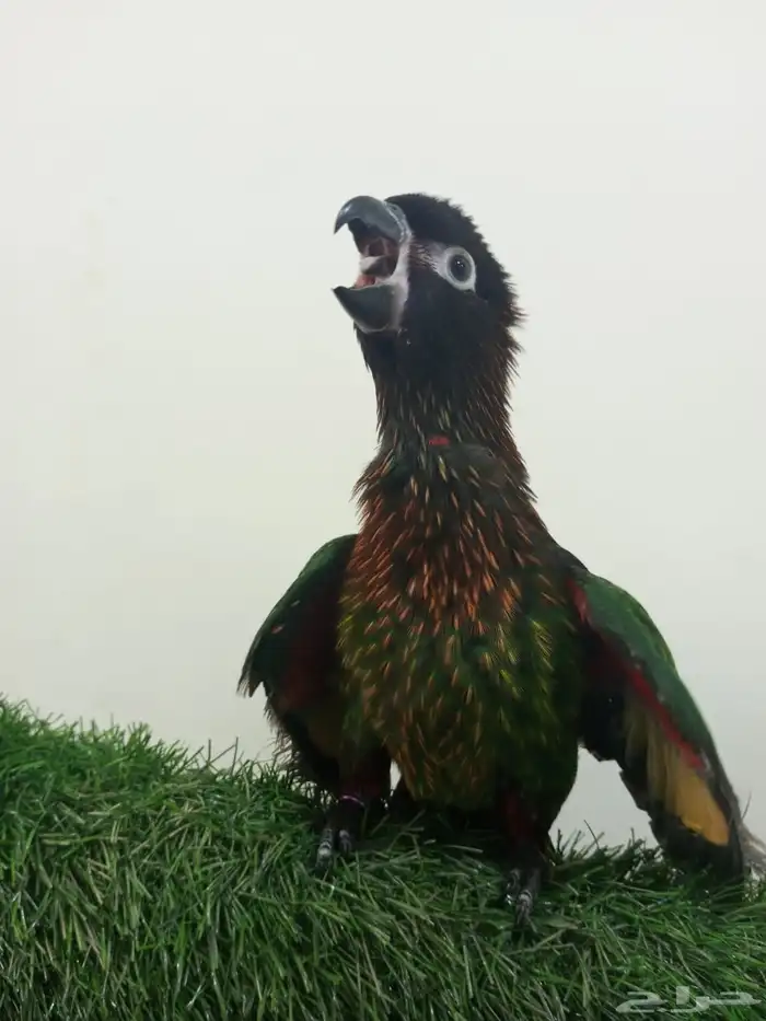 تم البيع لوري بلو استريك وليف واليف ومحجل 2