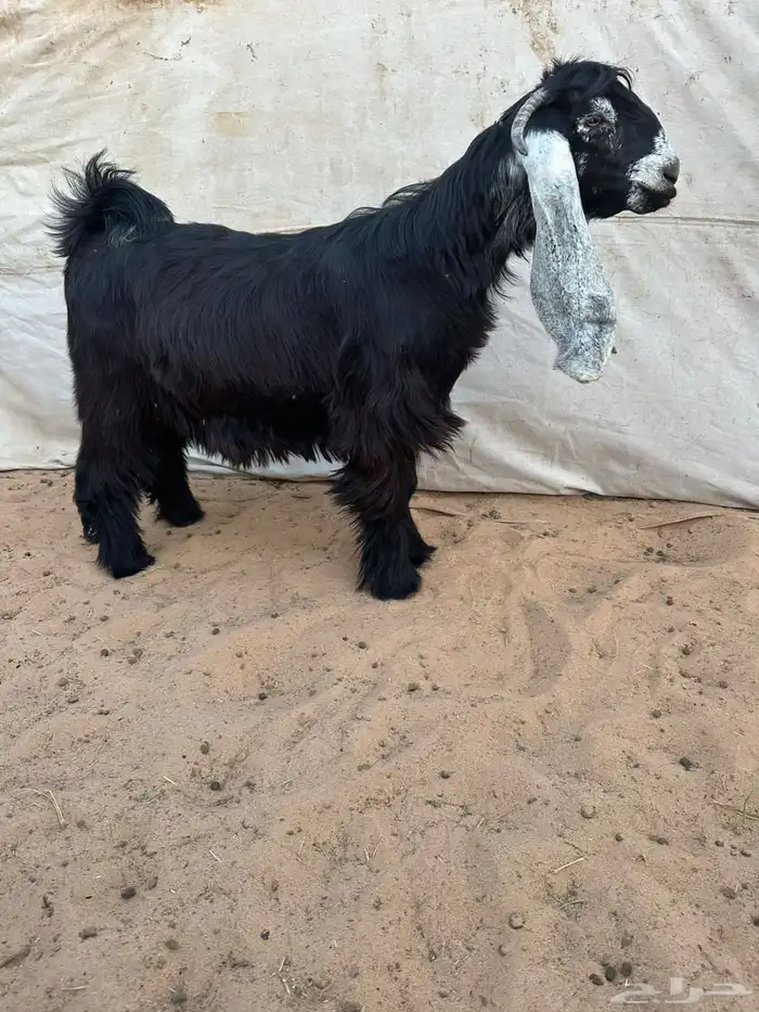 عرض بيع جذعات عوارض صنف 0