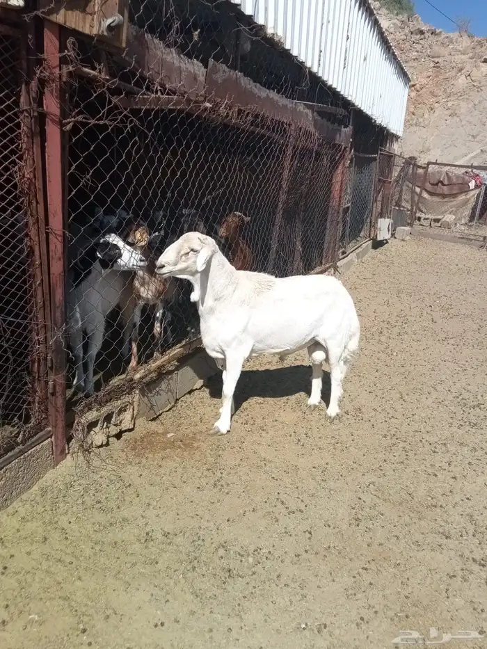 خروف فحل حري السن توه طالع السدس 0