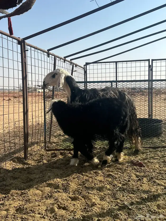 شاه نجديه معه خروف ذبيحه 1