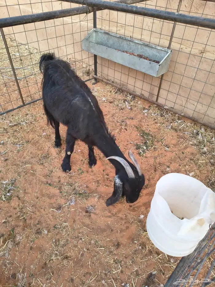 للبيع عنز حبشية - المزاحمية 0