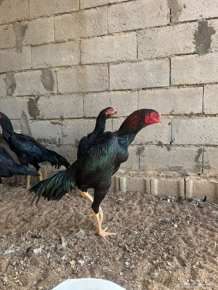 طقم شامو الماني فاخر 1