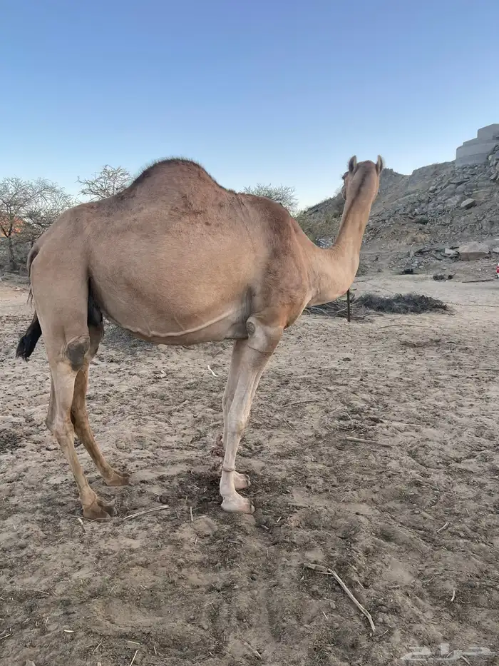 ماخض للبيع 2