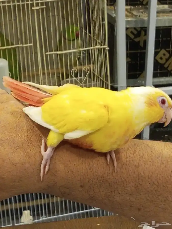 فرخ ا انثى الكنيور الفالو ذو العيون الحمر للبيع 3