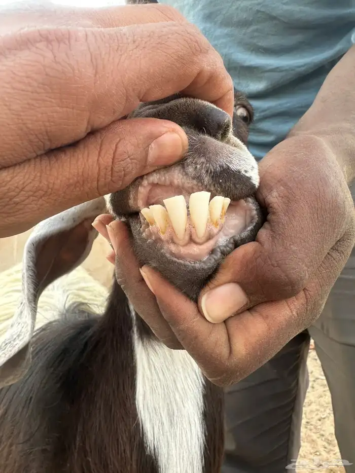 معزاء متابيع 2