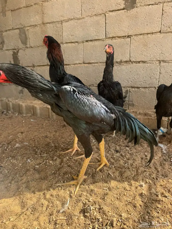 طقم شامو الماني فاخر 0