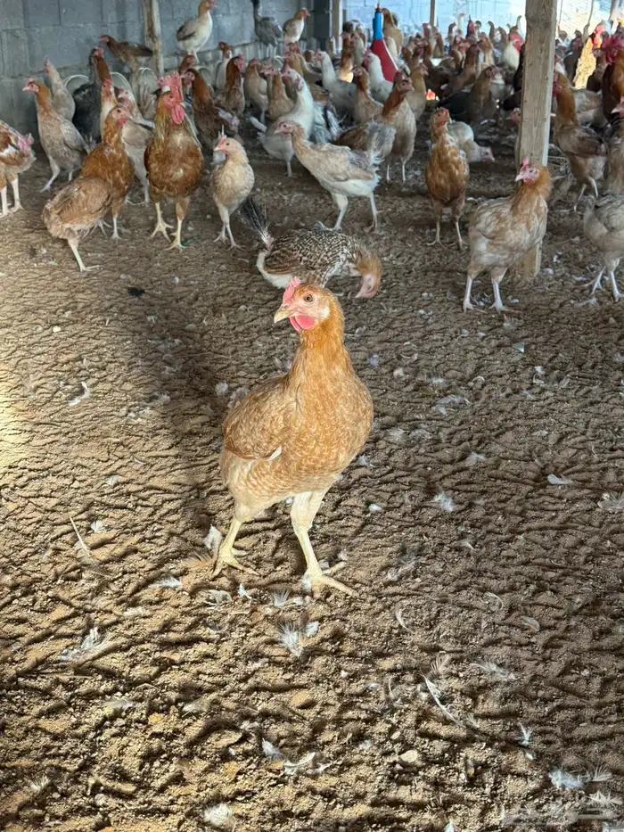 دجاج بلدي بياض 0