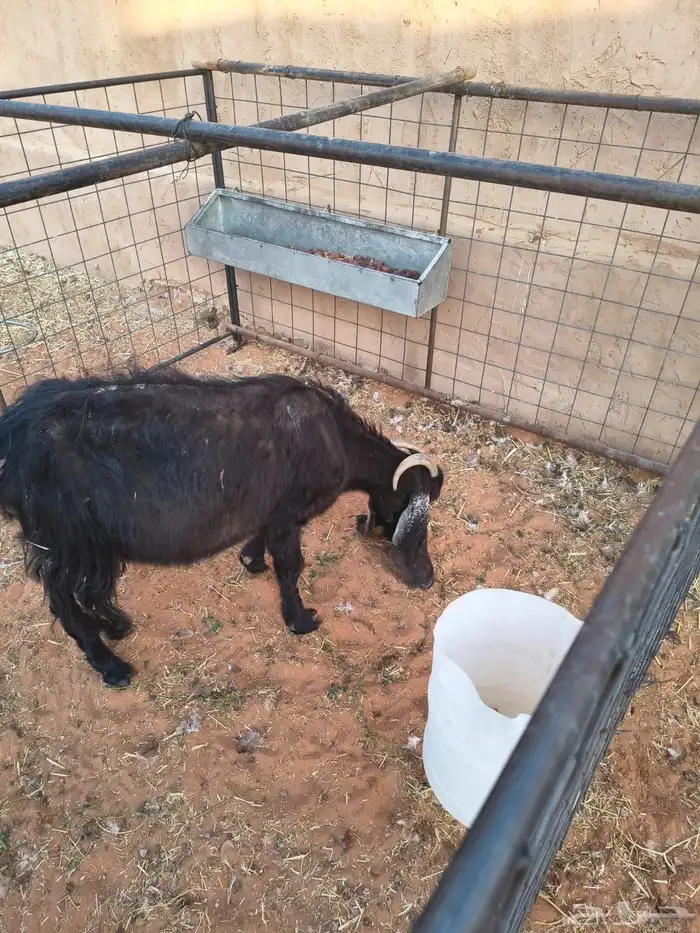 للبيع عنز حبشية - المزاحمية 1