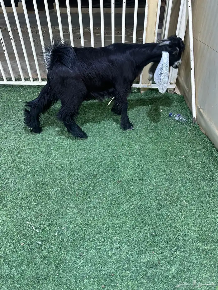 تيس ذبيحه طيب 1