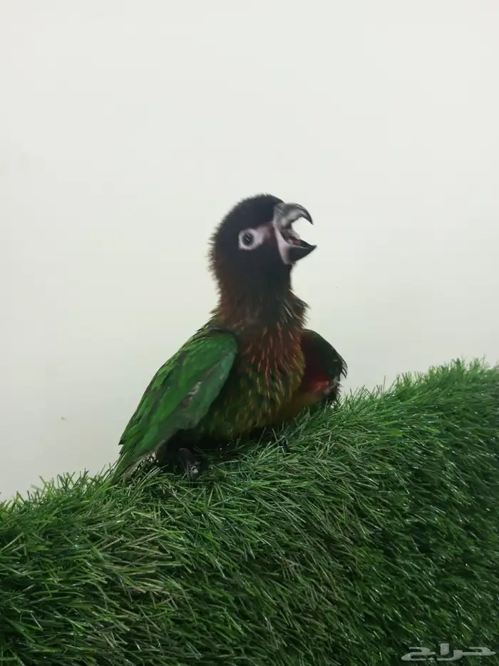 تم البيع لوري بلو استريك وليف واليف ومحجل 1