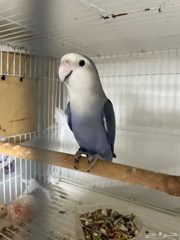 روز اليف ذكر 0