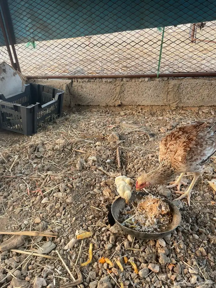 طقم شامو ياباني ودجاجه سندي 1