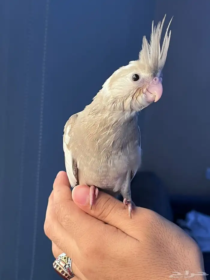 كروان هولندي سينمون 1