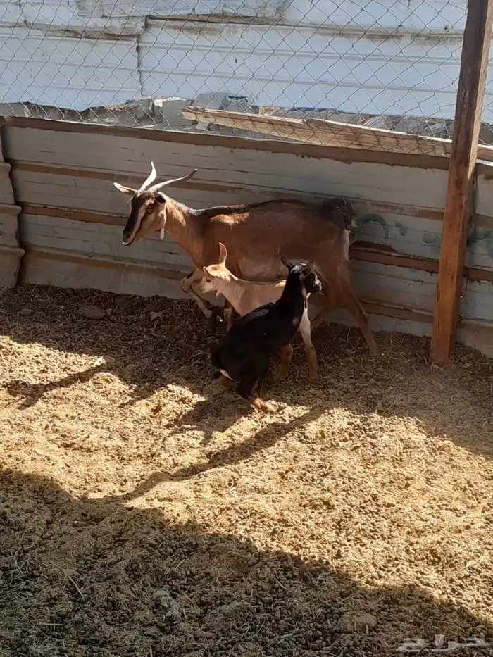 عنز محايليه يتبعها تيس وجفره 5