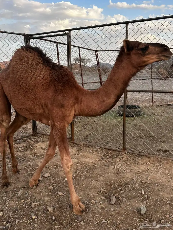 قعود فاخر من ااالاخر شرط من جميع شي 4