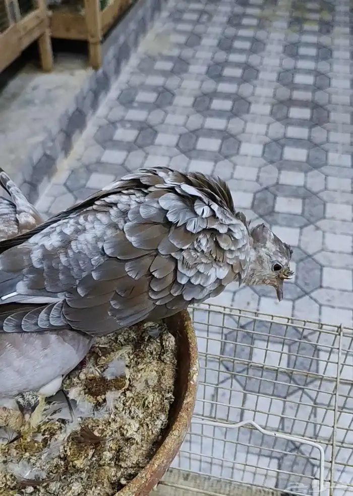 جوز ياكريم قرزل نعاه فرخ 0