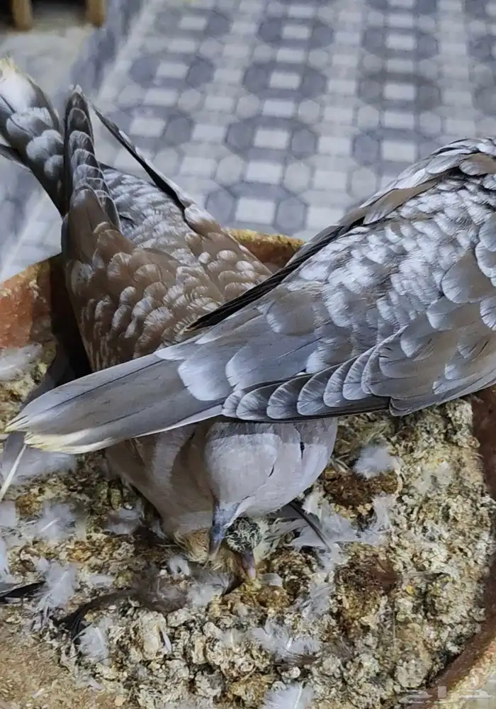 جوز ياكريم قرزل نعاه فرخ 1