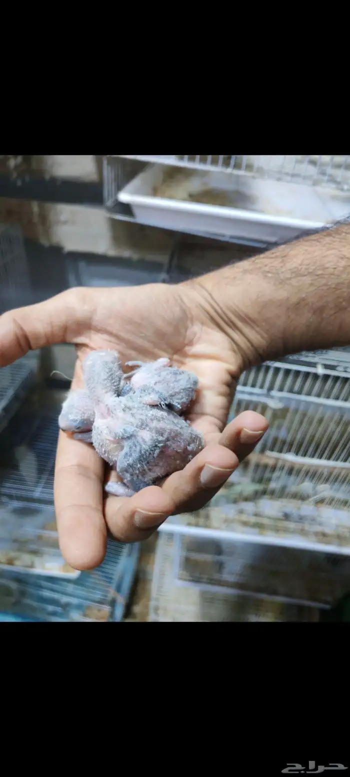 فروخ روز جملة 4