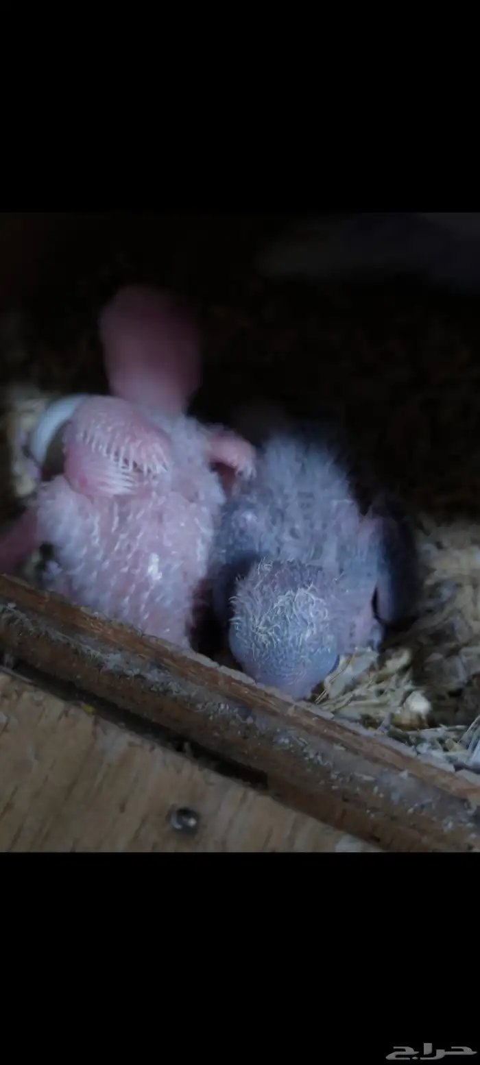 فروخ روز جملة 1