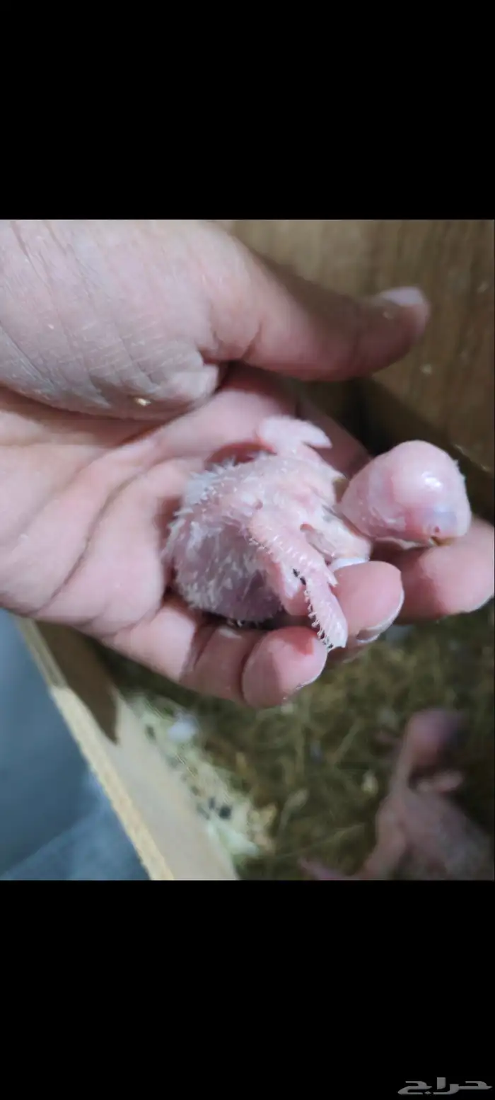 فروخ روز جملة 3