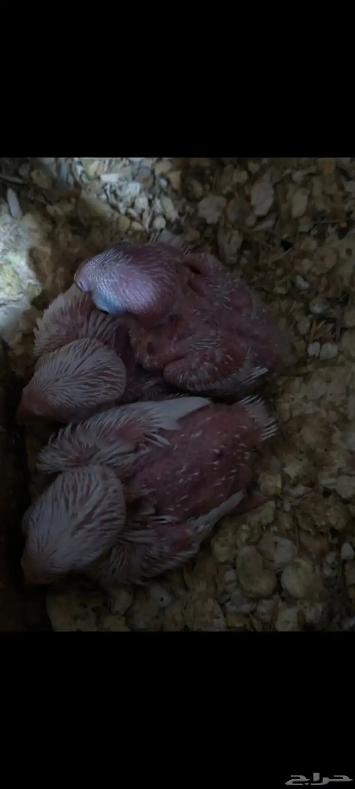 فروخ روز جملة 0