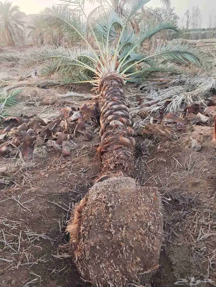 نخل للبيع بجميع انواعه 18