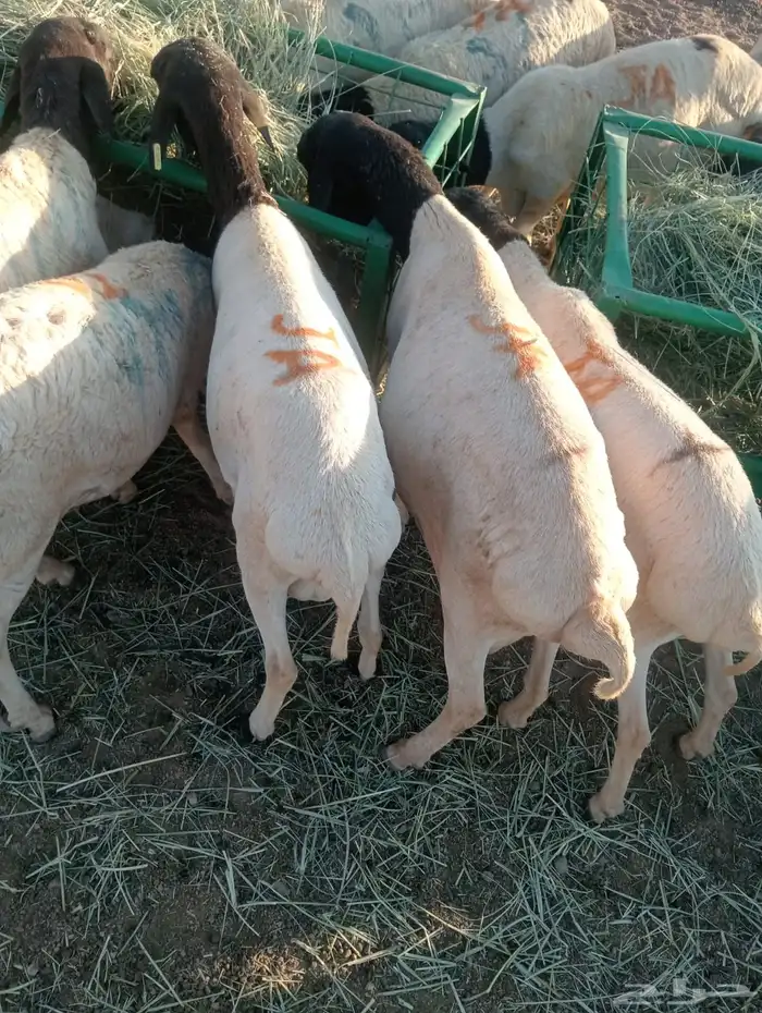 برابر صومالية جذعان جملة وتفريد 4