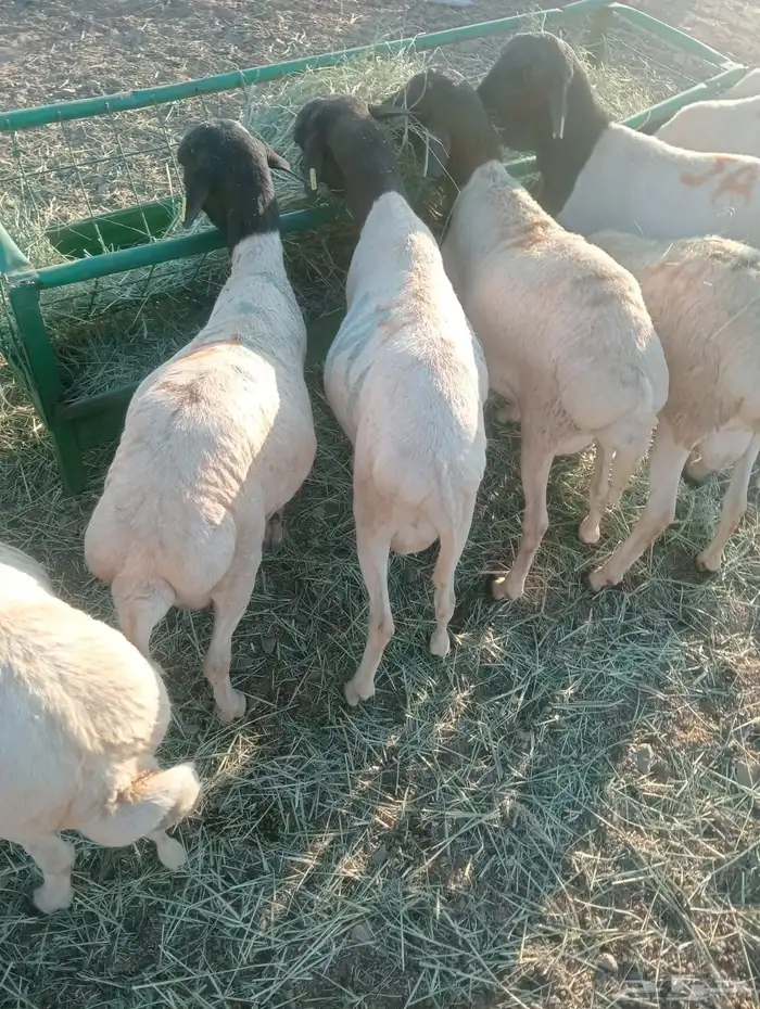 برابر صومالية جذعان جملة وتفريد 3