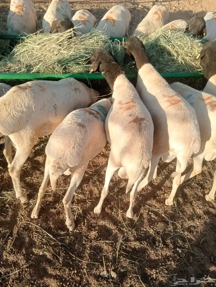 برابر صومالية جذعان جملة وتفريد 2