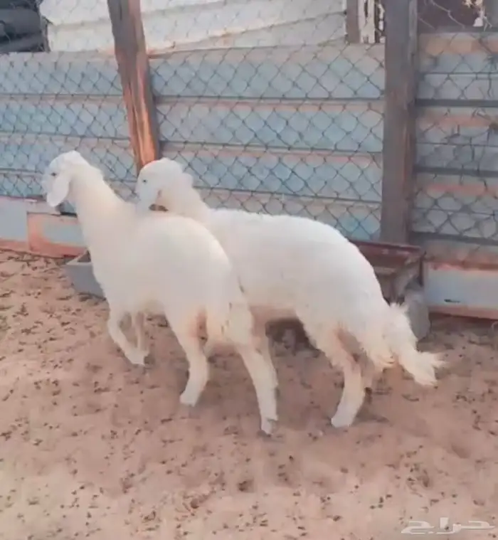 حريات رخال 0