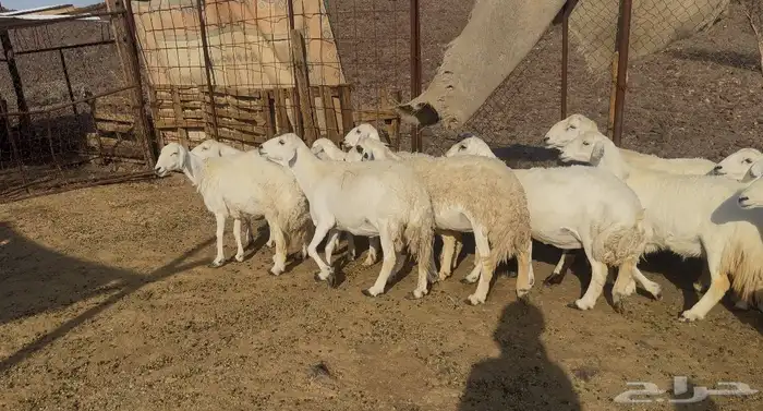 ضان حريات مراح 5