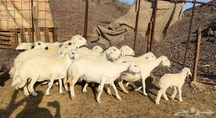 ضان حريات مراح 1