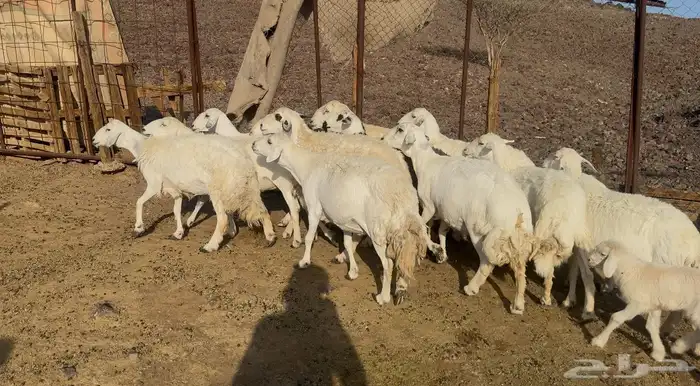 ضان حريات مراح 2