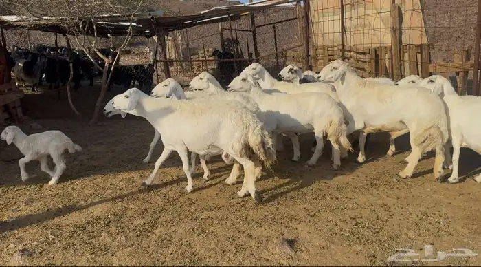 ضان حريات مراح 0