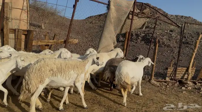 ضان حريات مراح 3