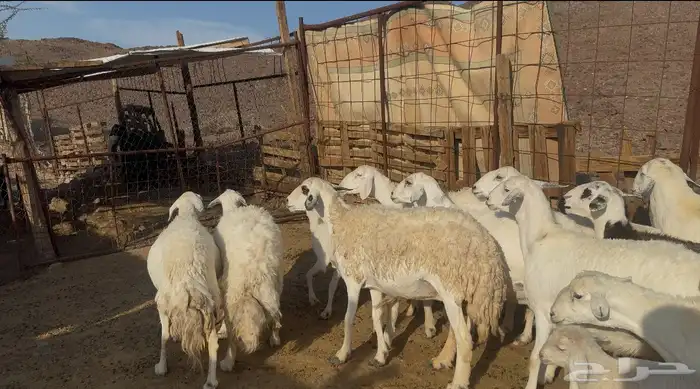 ضان حريات مراح 4