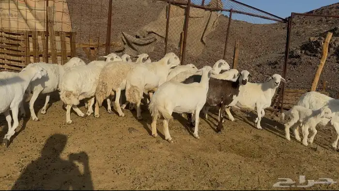 ضان حريات مراح 6