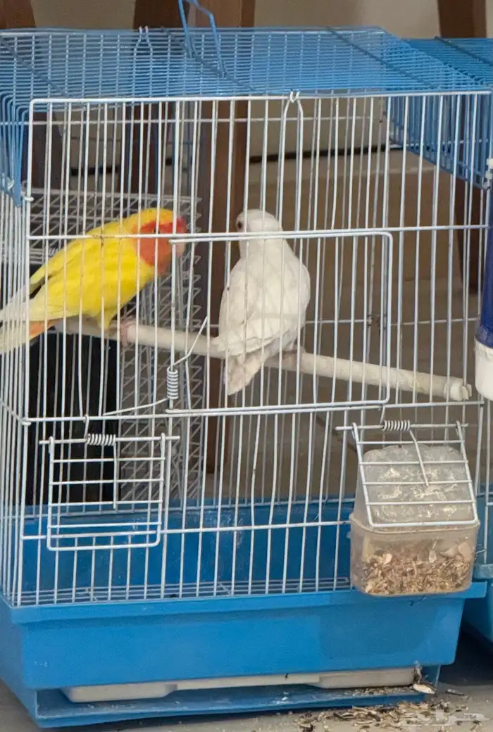 جوزين طيور روز 3