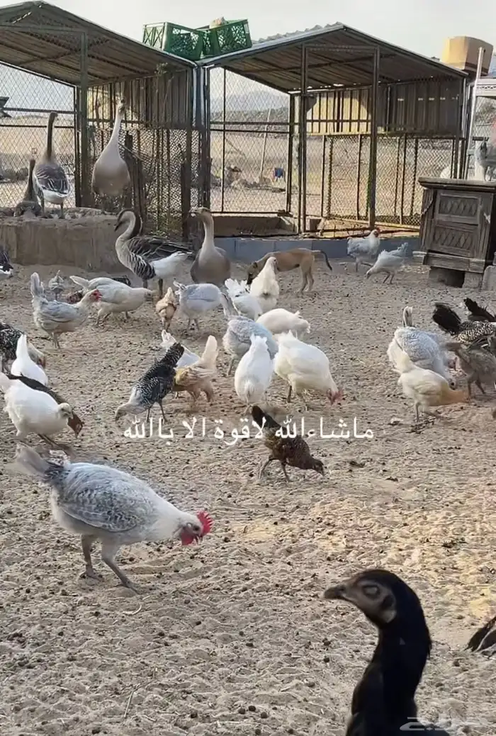دجاج فيومي 0