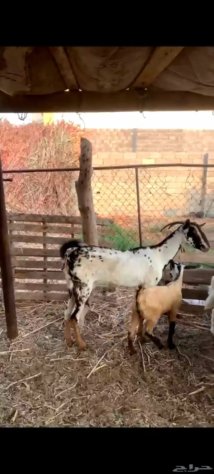 شاه بيشيه منتوجه تحتها تيس. 0