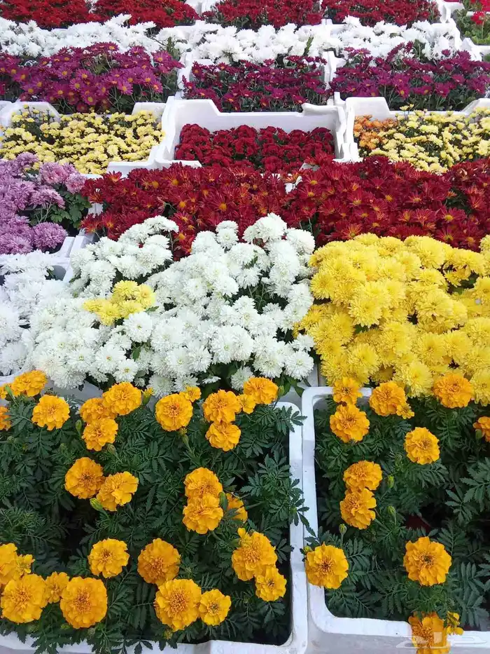 مشتل تنسيق حدائق 1