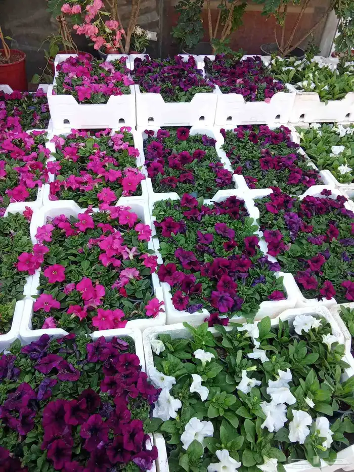 مشتل تنسيق حدائق 0