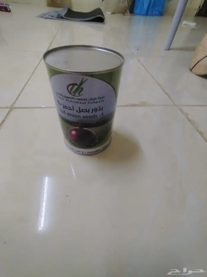 بذور بصل با فطيم يمني 2