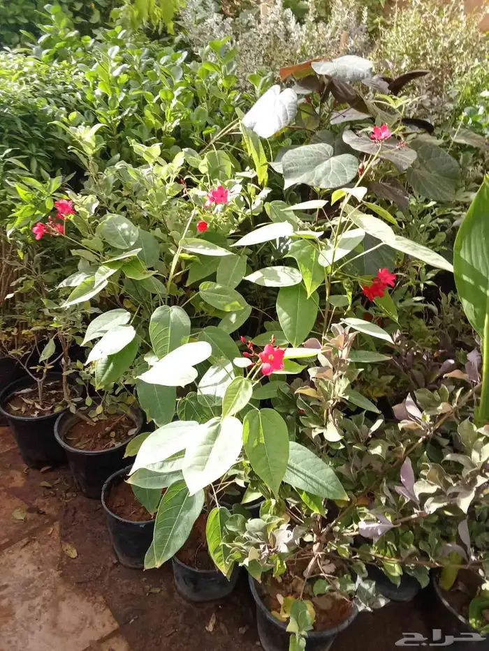 مشتل تنسيق حدائق 6