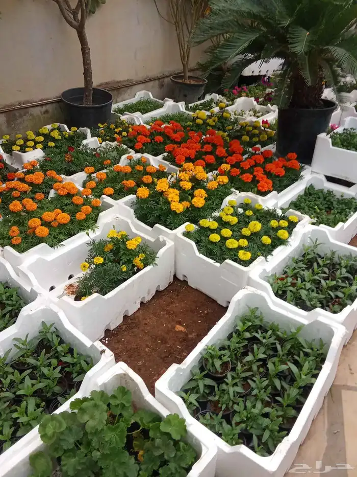 مشتل تنسيق حدائق 2