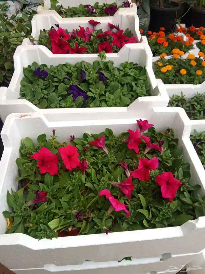 مشتل تنسيق حدائق 7